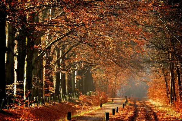 Sentier dans le parc d automne orange