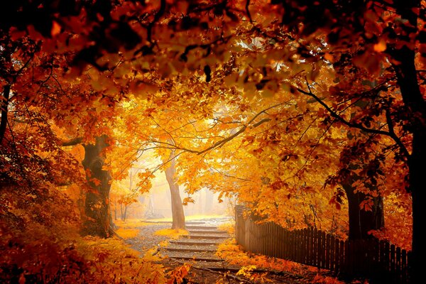 Autumn came, the trees and foliage in the park turned yellow