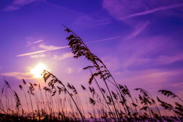 Lake reeds at dawn