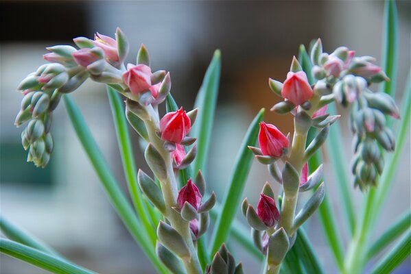 Exotic plants, not yet in bloom, near