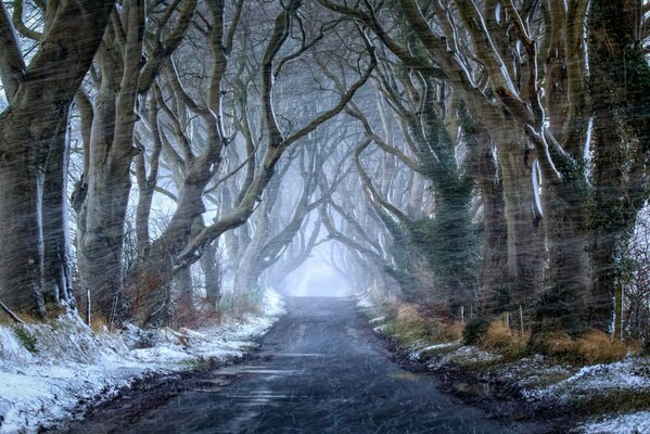 Gusty wind in a dark forest