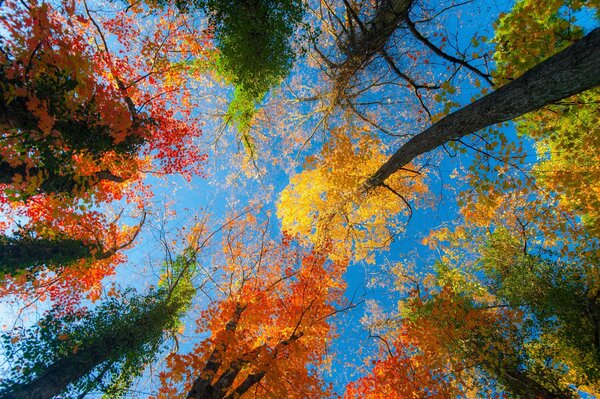 Herbstwald, Blätter verdecken den Himmel