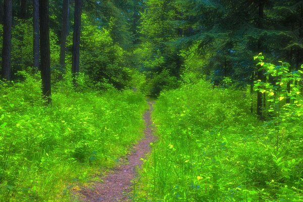 Sentier forestier en été envahi par l herbe