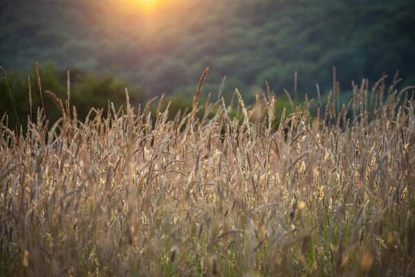 Säulenfeld unter Sonnenlicht