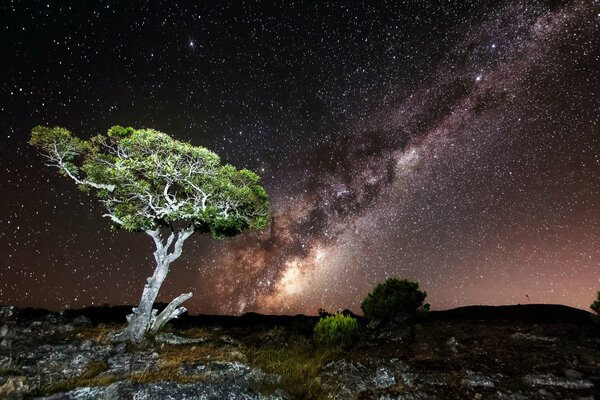 Albero sulle rocce sullo sfondo del cielo stellato notturno