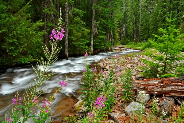 Rivière forestière parmi les arbres