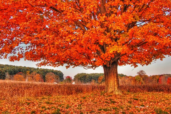 Orangefarbener Herbstbaum auf gelbem Gras