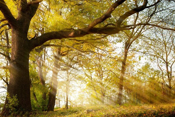 Autumn park with the rays of the sun