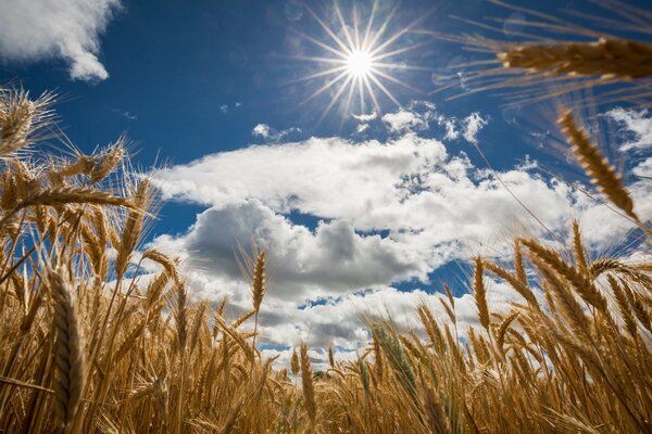 Se tejen espigas sobre un campo infinito