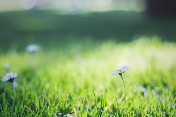 Little daisies in the green grass