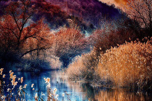 Reflection of coastal trees and shrubs in the river