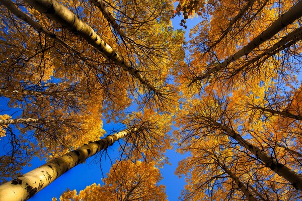 Tops of autumn trees, photos