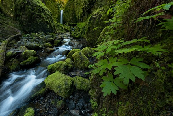 A fern among a spring and moss