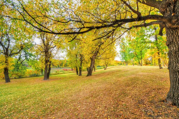 Autumn in the park. leaves, trees