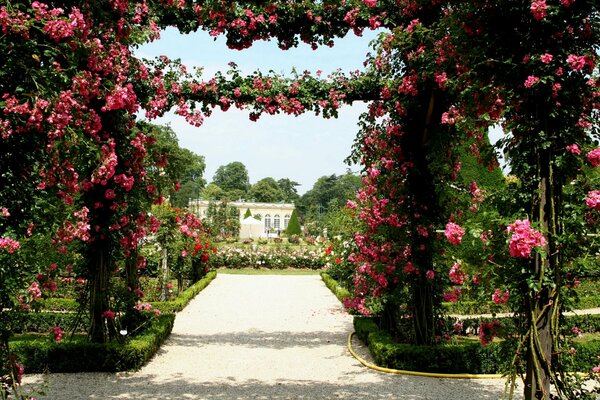 Französischer Garten Spalier mit Rosen