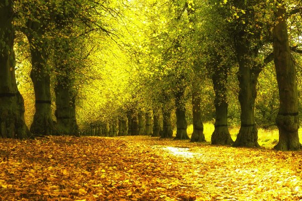 Strada nel parco autunnale con fogliame verde degli alberi