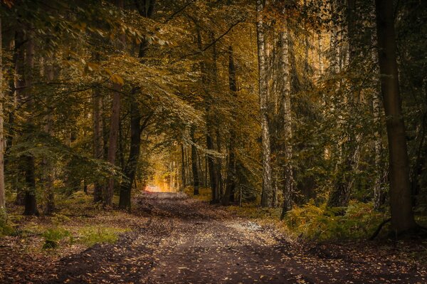 Cette route mène à travers la vieille forêt d automne