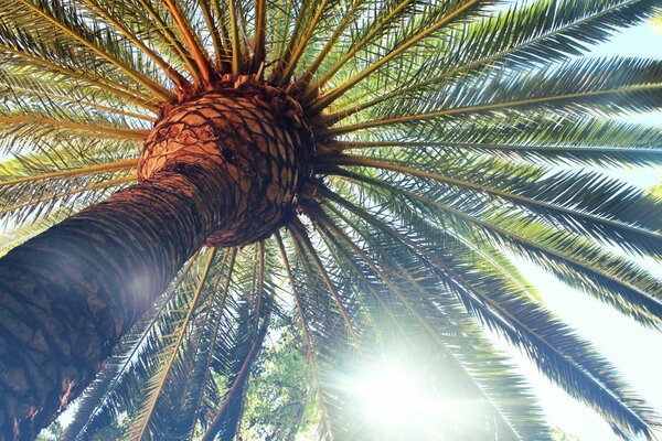 Sunny green palm leaves