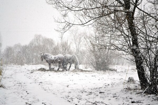 La neige tombe doucement sur les chevaux