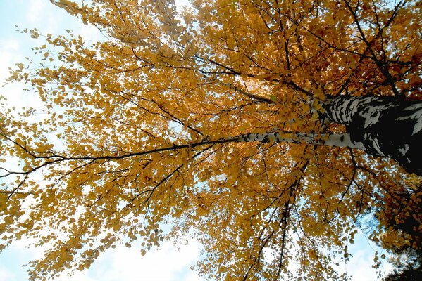 Chute des feuilles d automne de l année sortante