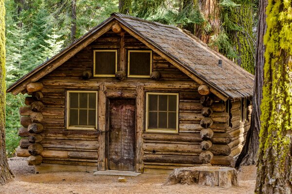 Wooden hut in the forest with a stump and trees