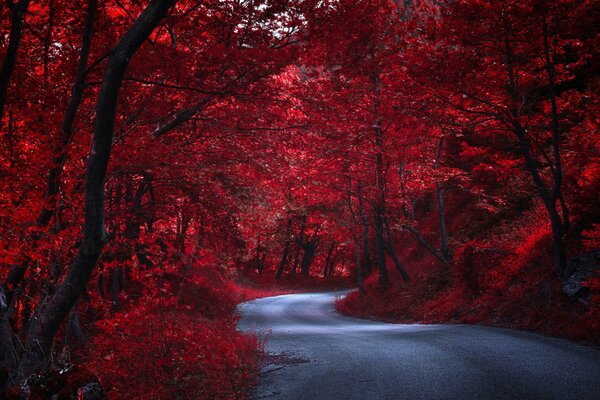 Eine verlassene, herbstliche Straße ist von Bäumen schön