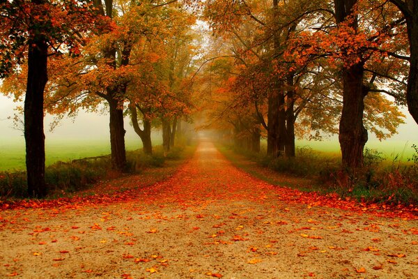 An alley of autumn trees with colorful leaves on the road