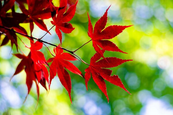 Feuilles de trèfle rouge sur fond vert