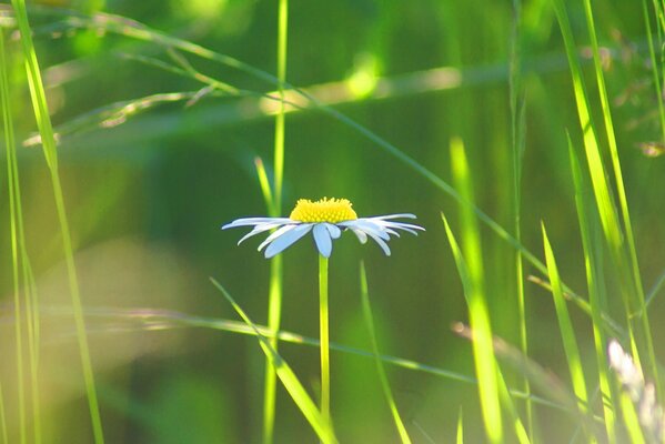 Camomille bleue dans l herbe verte