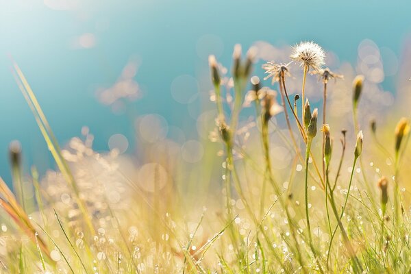 Golden caps dandelion faded