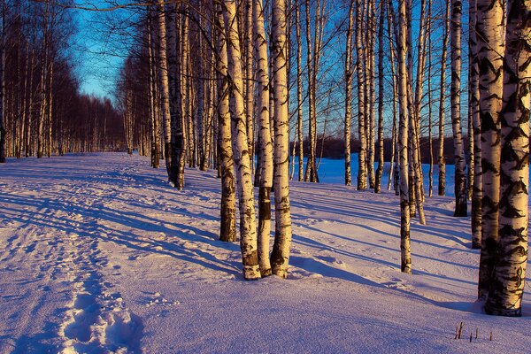 Winter forest. Evening landscape