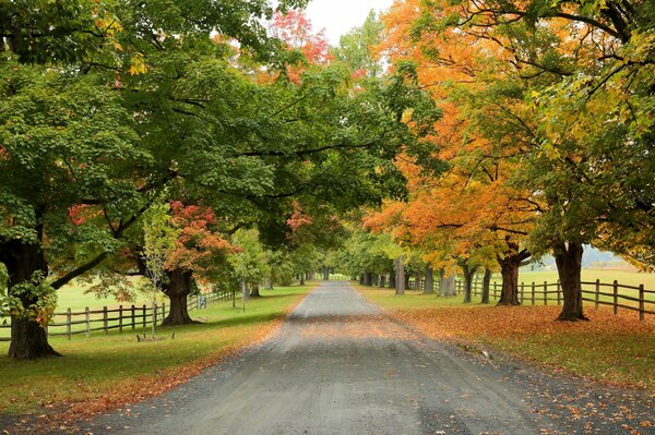 Autumn road among golden trees