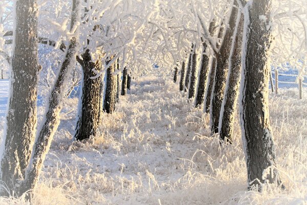 Alley on the Internet in winter in the park