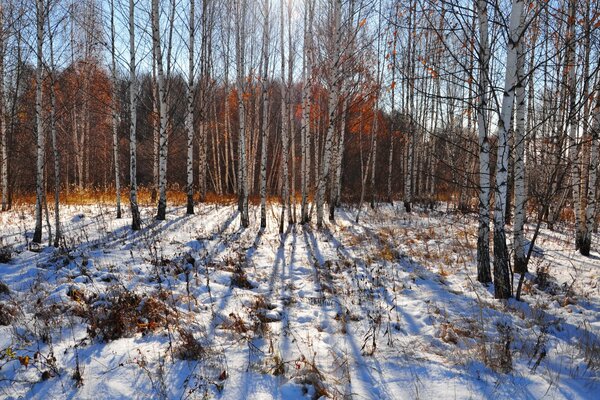 Début du printemps dans une forêt de bouleaux enneigée