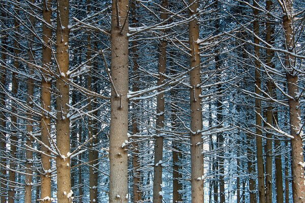 Trees in the snow in the winter forest