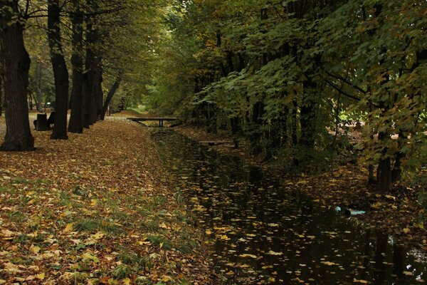 Bosque camino charcos hojas