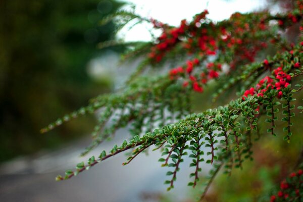 Macro riprese di rami con foglie e bacche