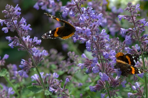 Papillons amiral sur les fleurs de lavande