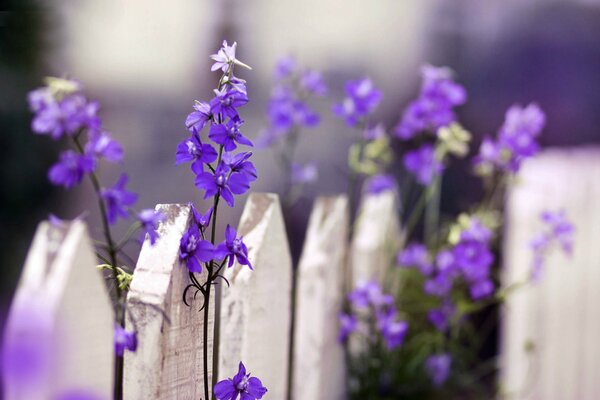 Fiori blu luminosi su uno sfondo di recinzione