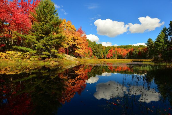 Herbstbecken mit blauer Himmelreflexion mit weißen Wolken und bunten Pflanzen am Ufer