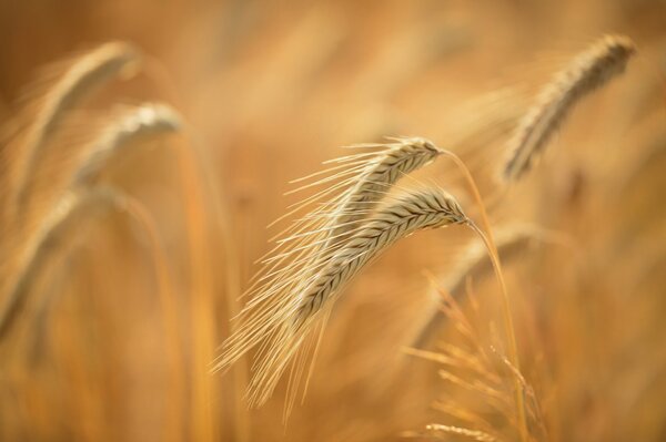 Summer ears in the macro field