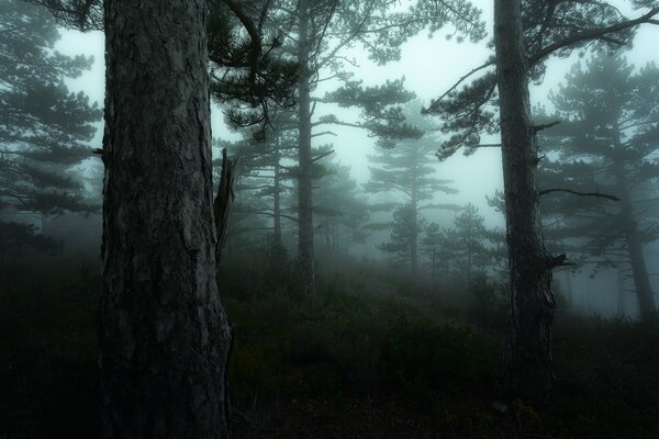 Twilight forest in Provence region in France