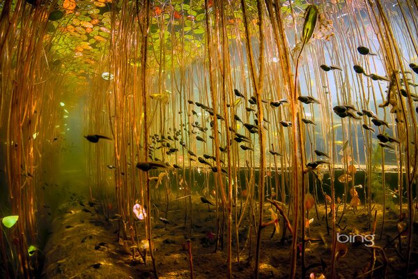 A bright lake with tall plants and floating tadpoles