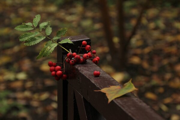 Helle Eberesche Beeren mit Herbstblatt