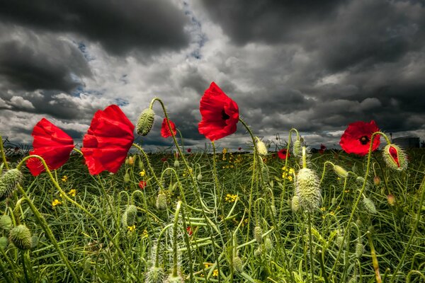 La nature est traversée par un orage. Les fleurs de coquelicot rougissent