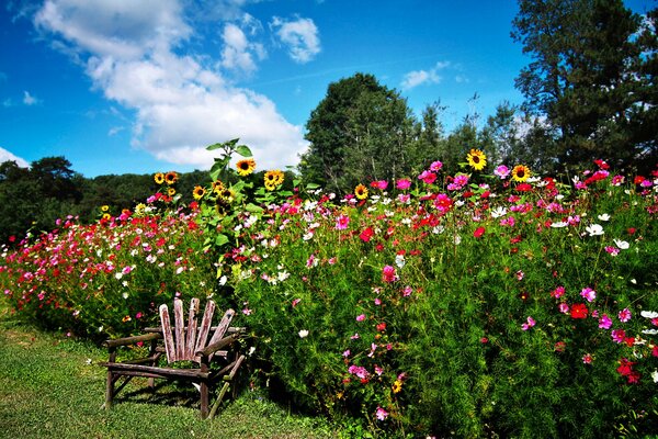 Schöner Garten. foto, blumen