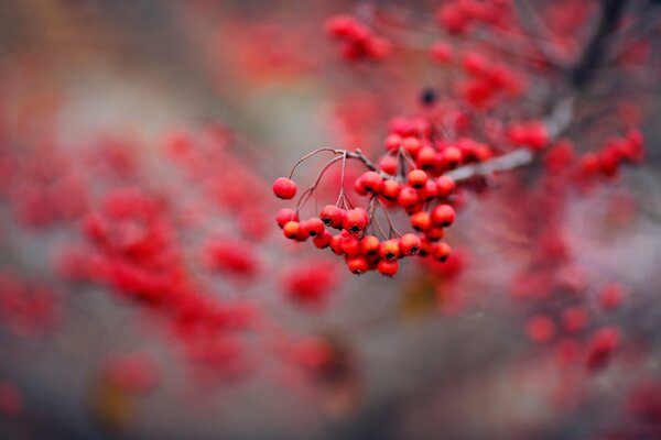 Red rowan berries on a branch