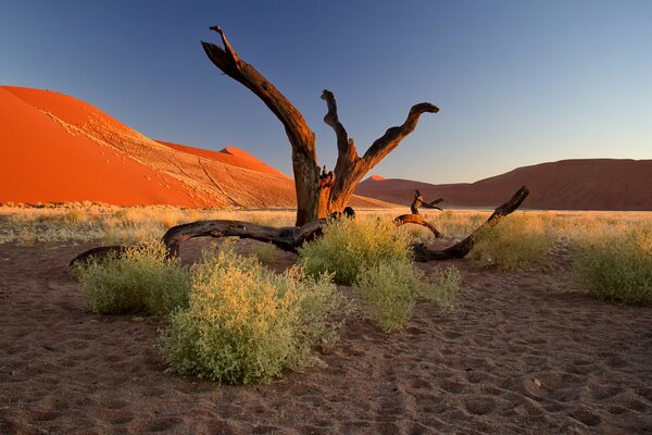 Legni nel deserto con vegetazione e segni di sabbia