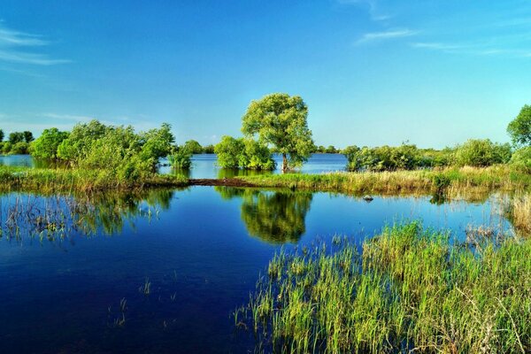 Sur le lac, ciel bleu, eau claire, herbe verte, roseaux autoportants