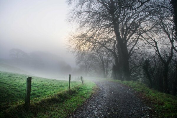 Bosque de niebla con un camino bajo un árbol